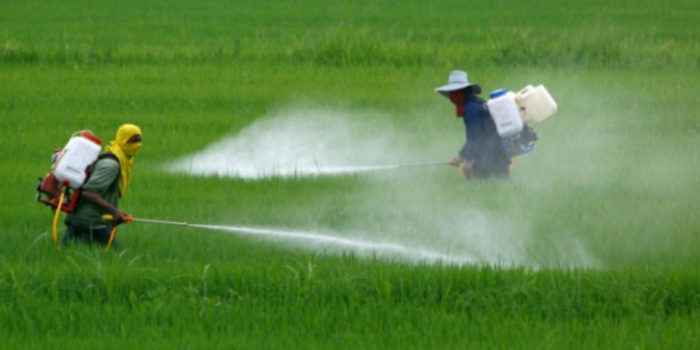 México se tarda y prohibirá hasta el 2024 el glifosato, cancerígeno que se usa en tortillas